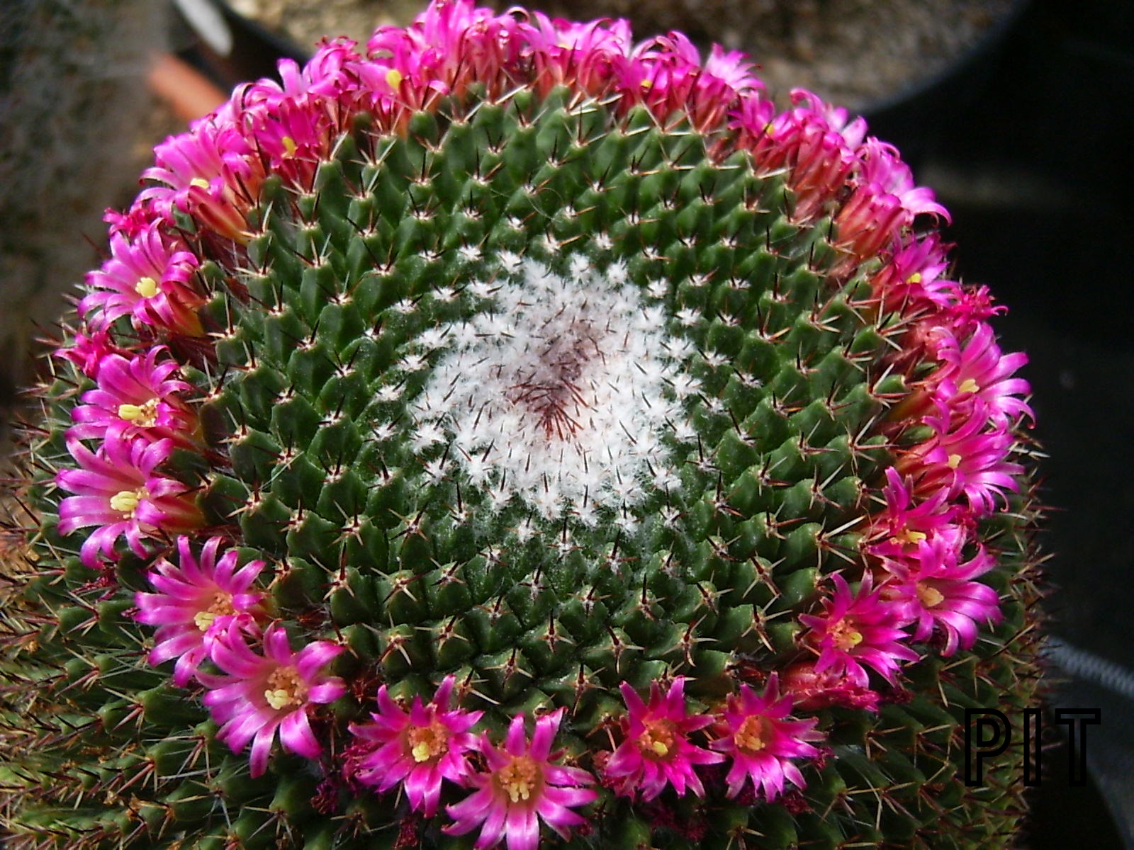 Mamillaria mit Blütenkranz