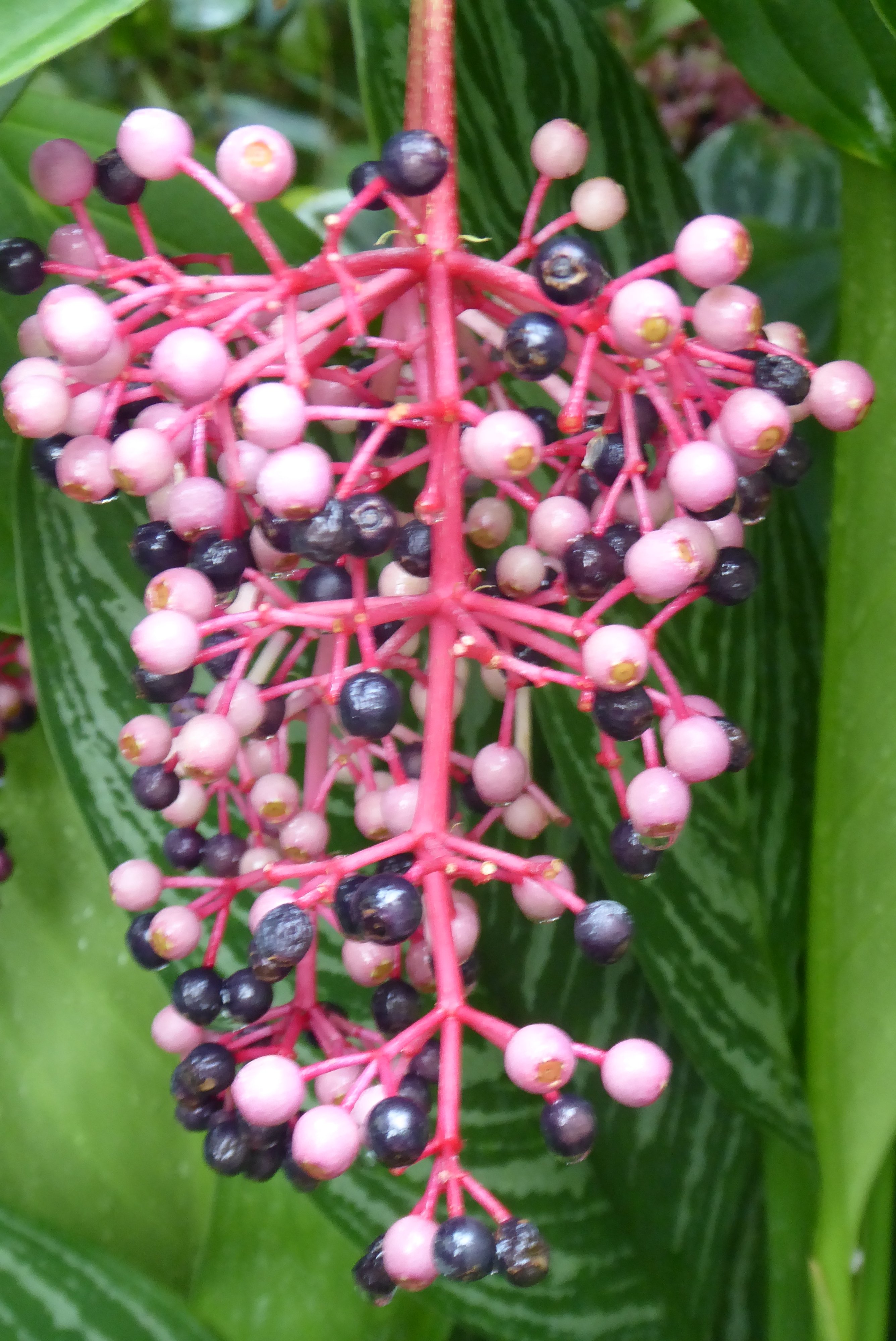 Medinilla, botanischer Garten Dresden