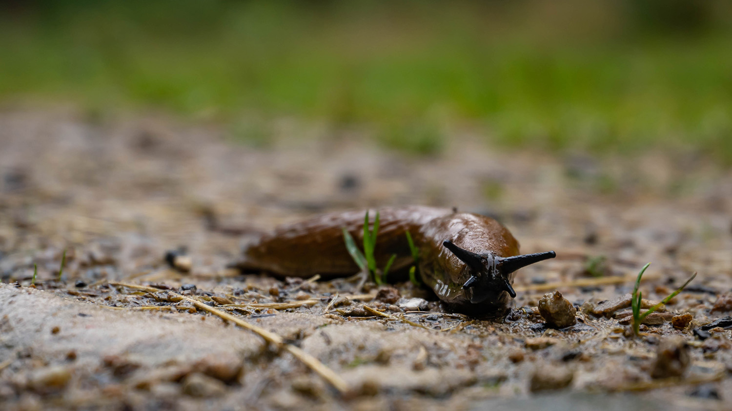 Nacktschnecke auf Futtersuche