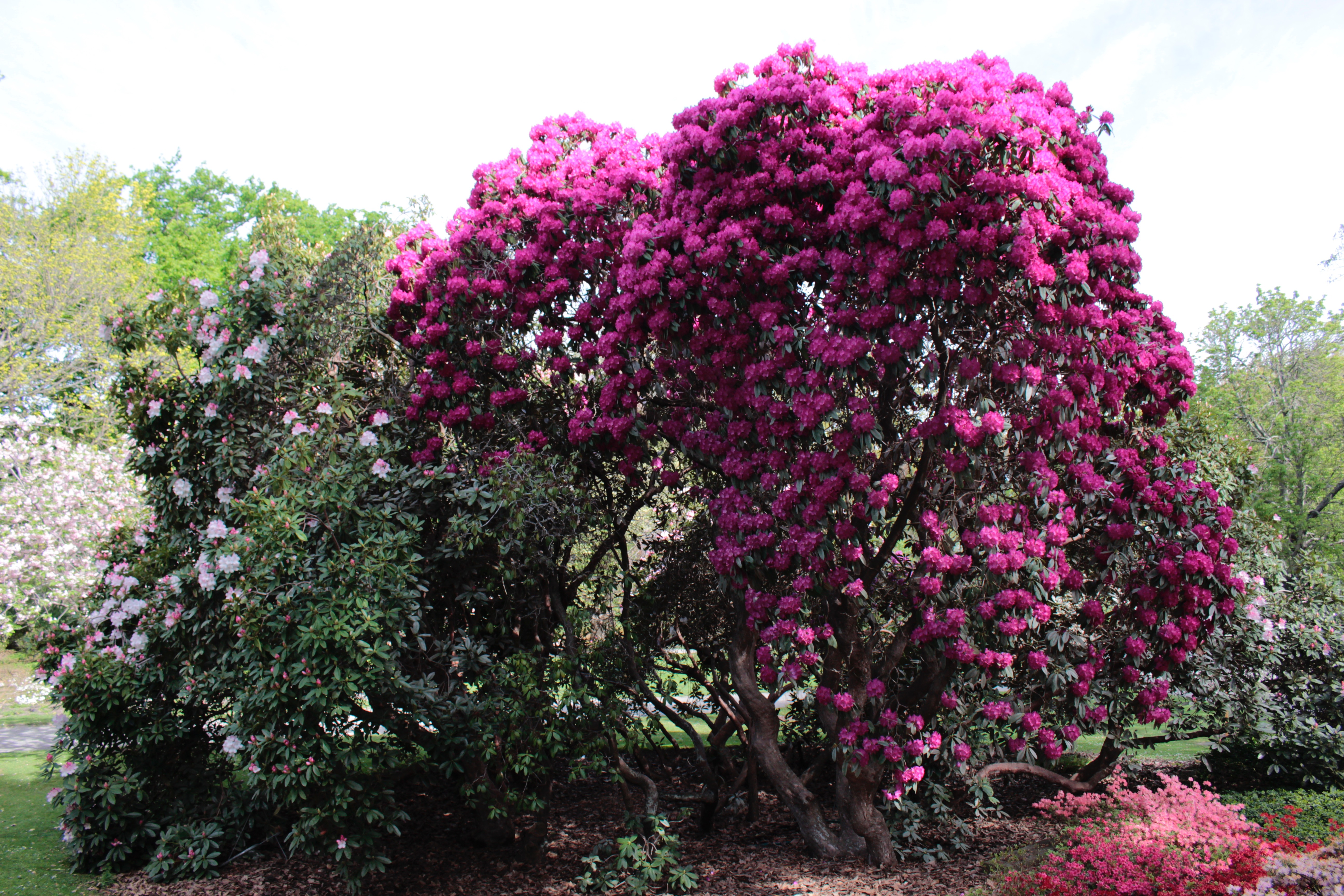 Nicht mehr lang und die Rhododendron-Blüte beginnt...