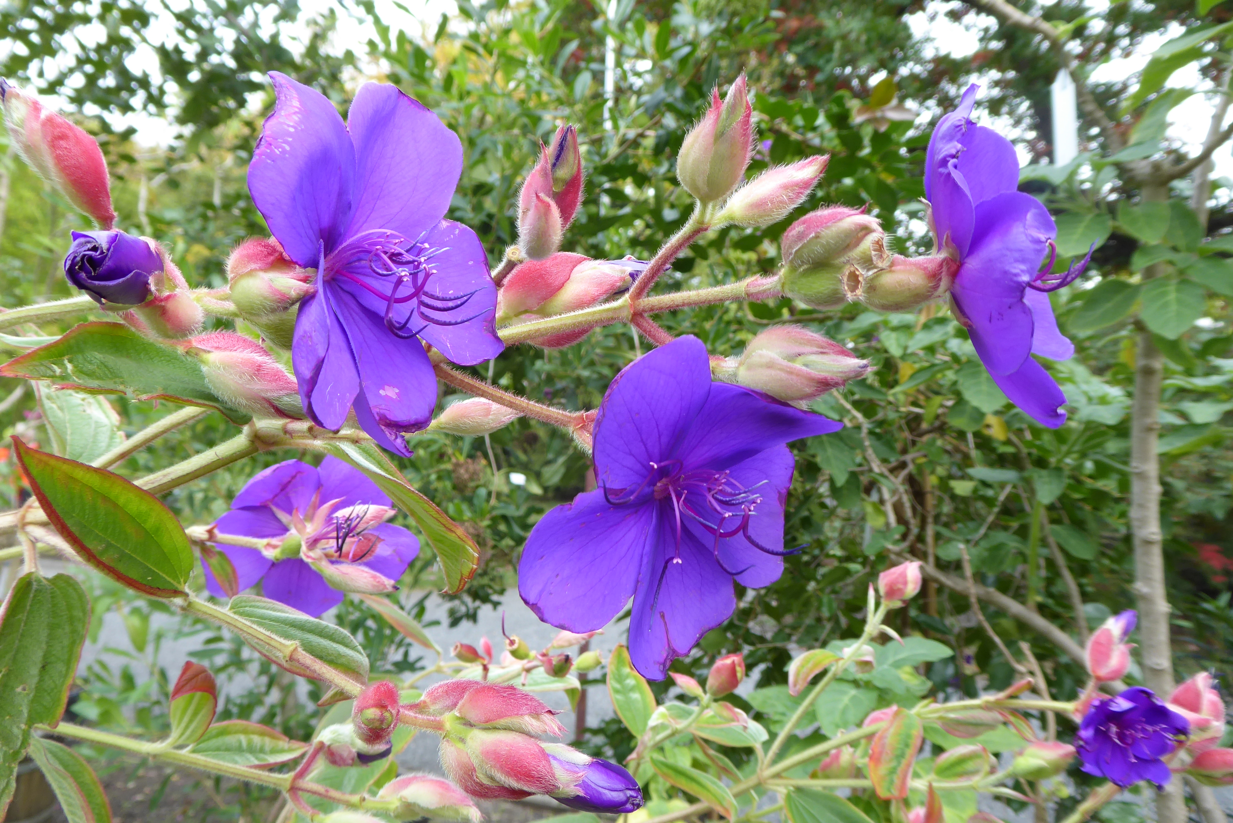 Prinzessinnenstrauch, botanischer Garten Dresden