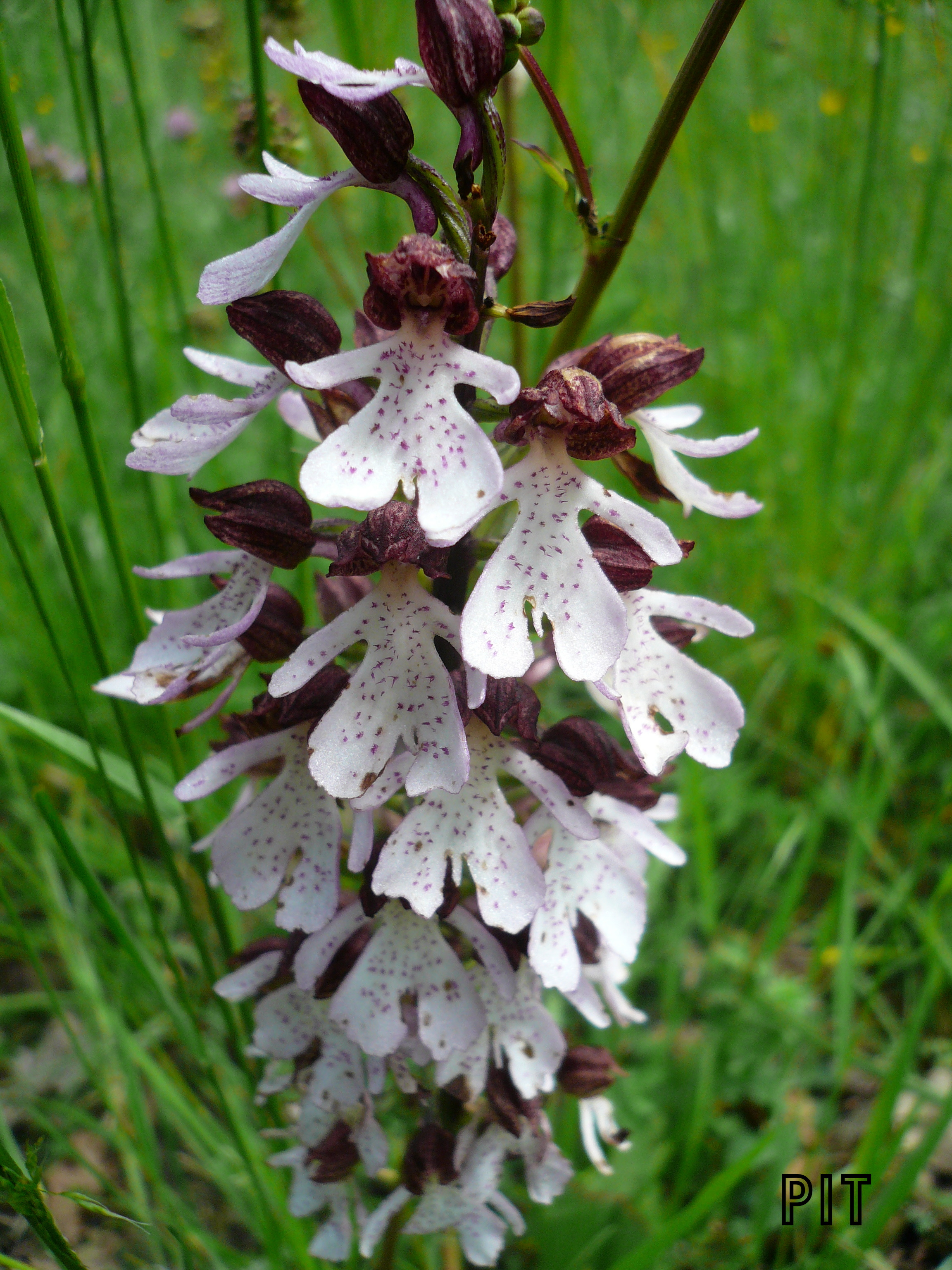 Purpur Knabenkraut Detail