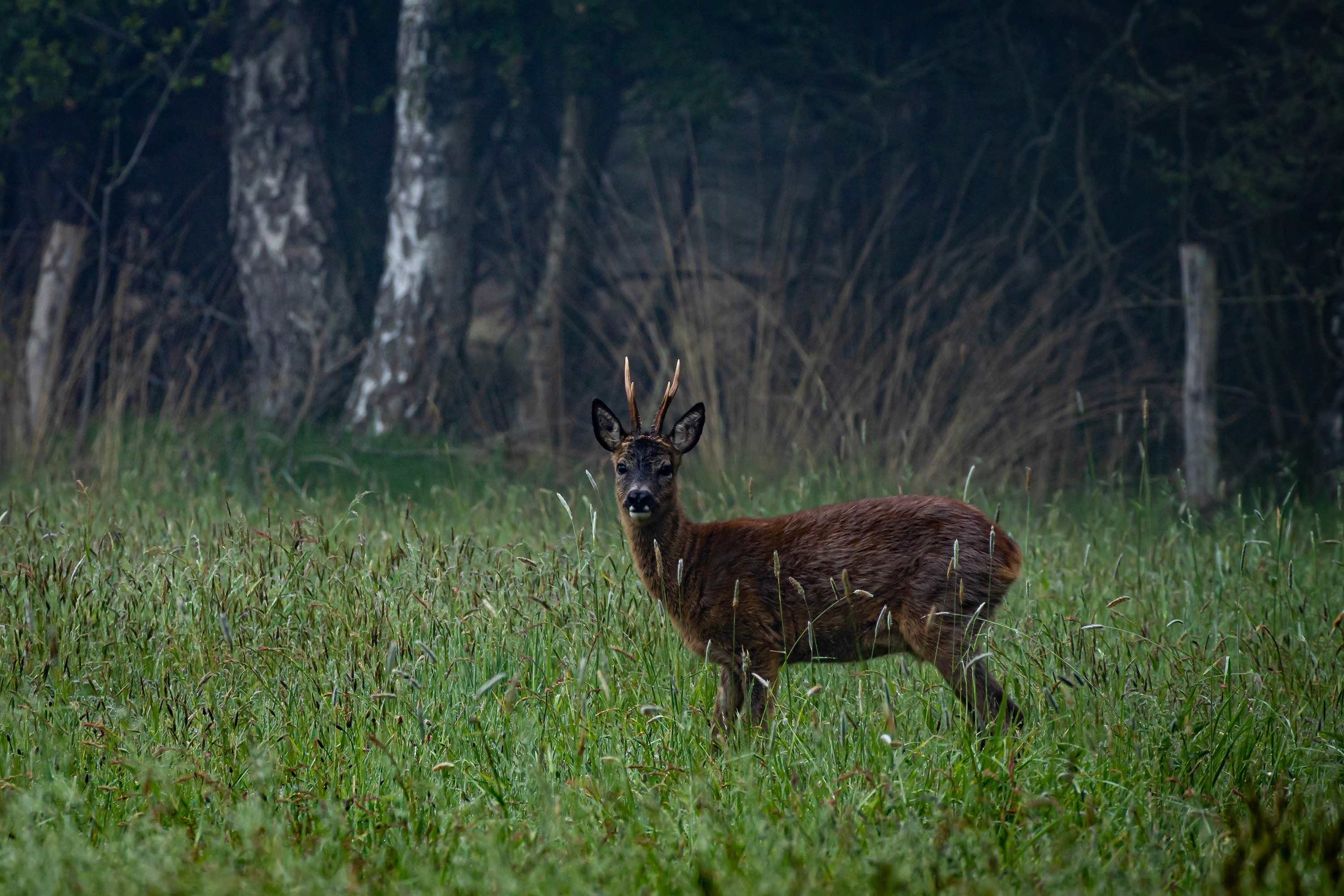 Rehbock am frühen Morgen