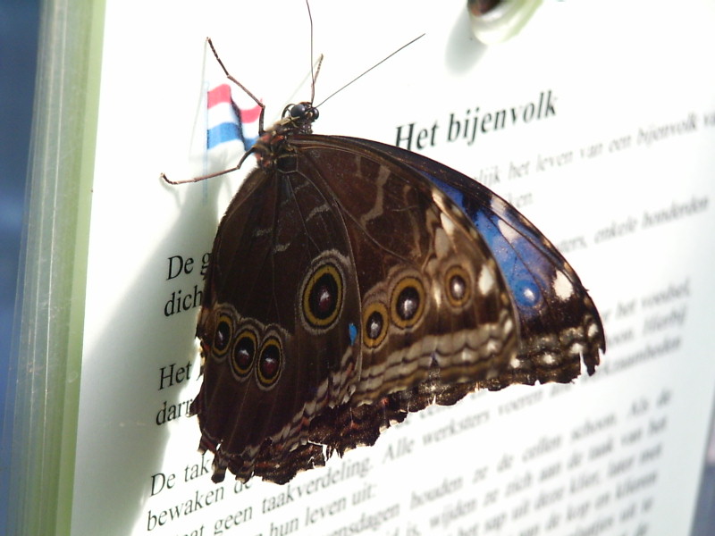 Schmetterling auf Werbeplakat.jpg