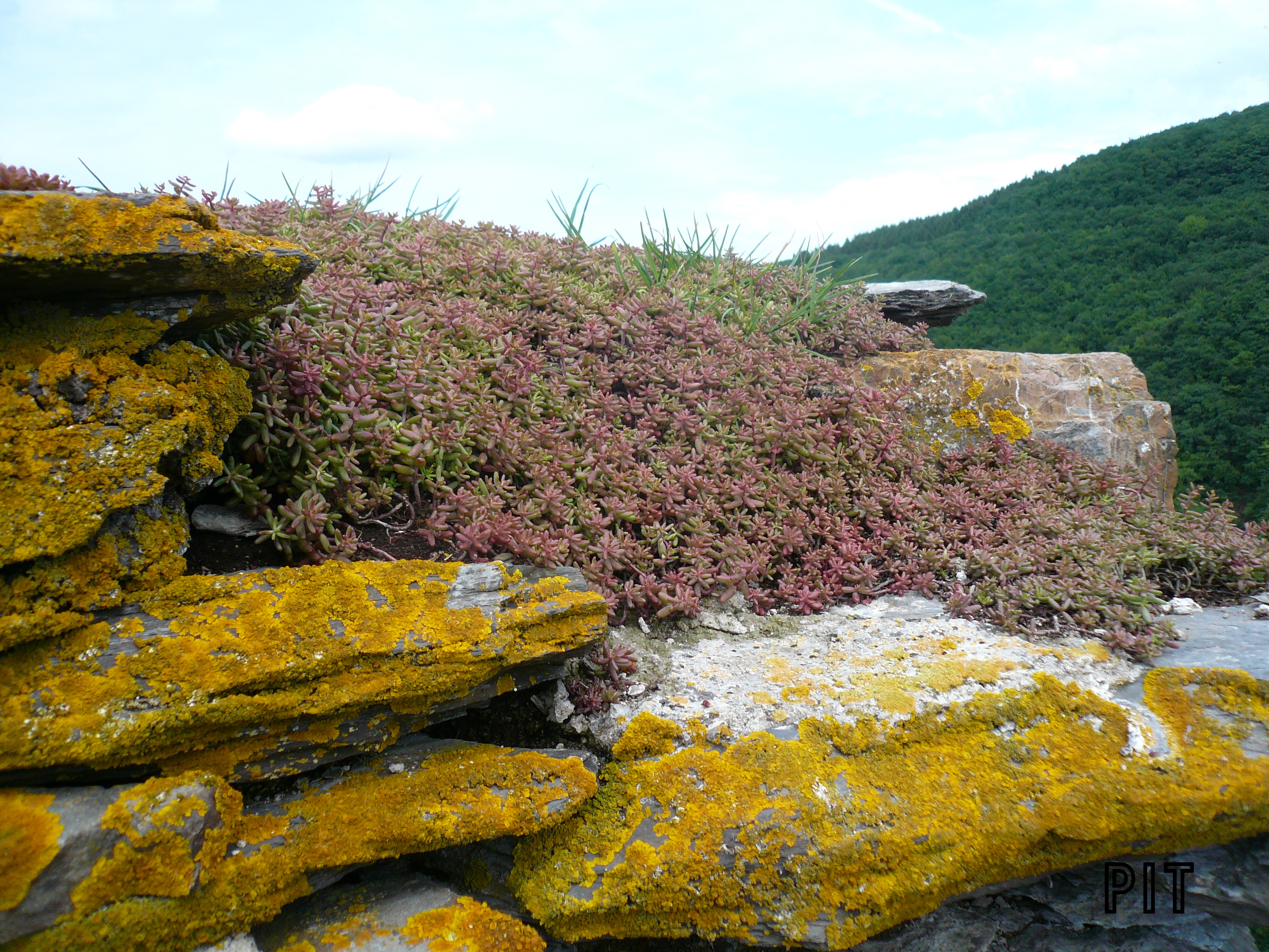 Sedum album, weißer Mauerpfeffer und Flechtenauf Burg Metternich in Beilstein