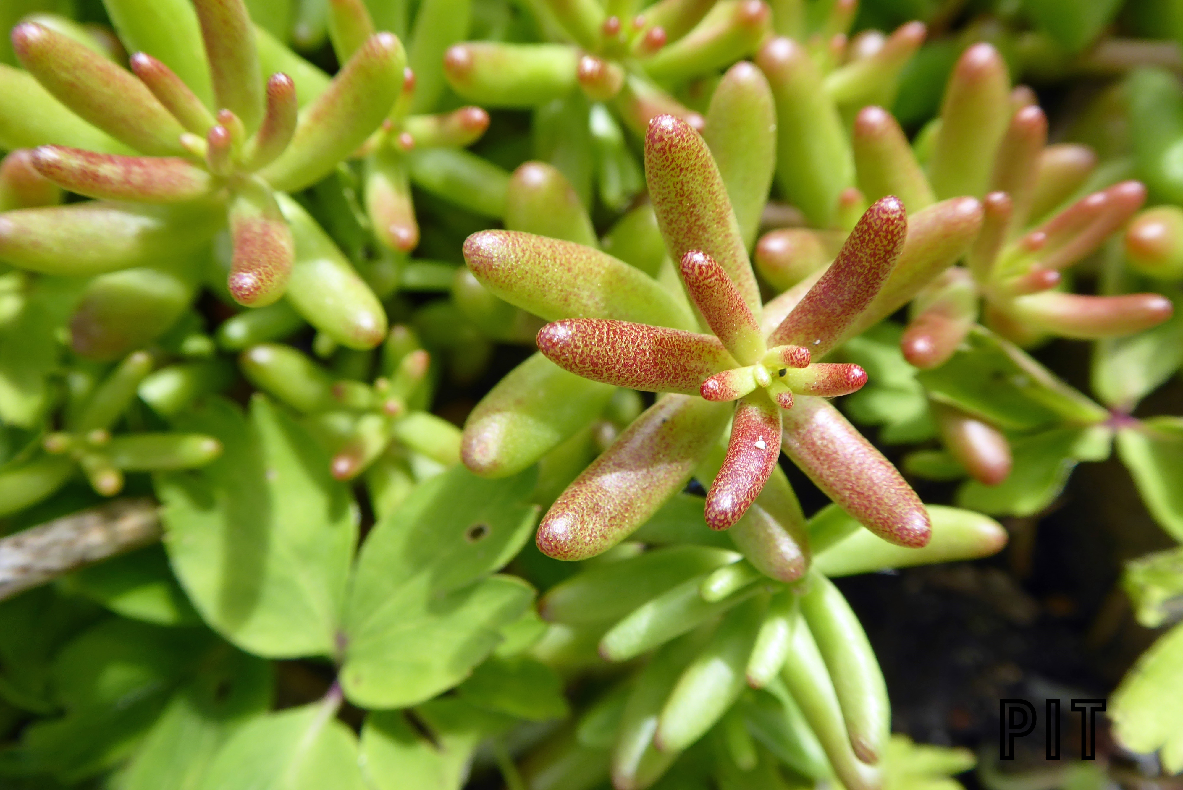 Sedum album, weißer Mauerpfeffer