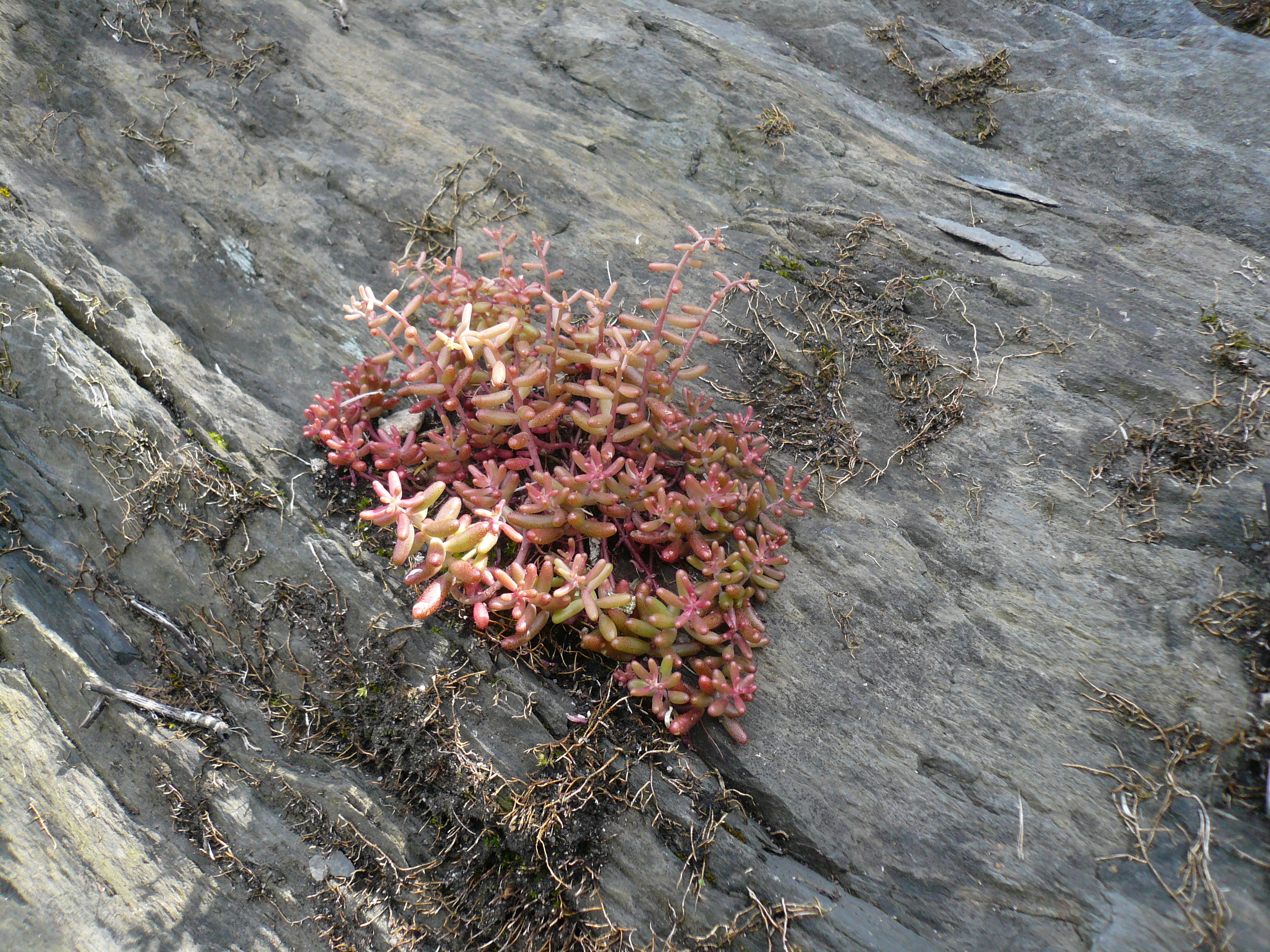 Sedum album, weißer Mauerpfeffer