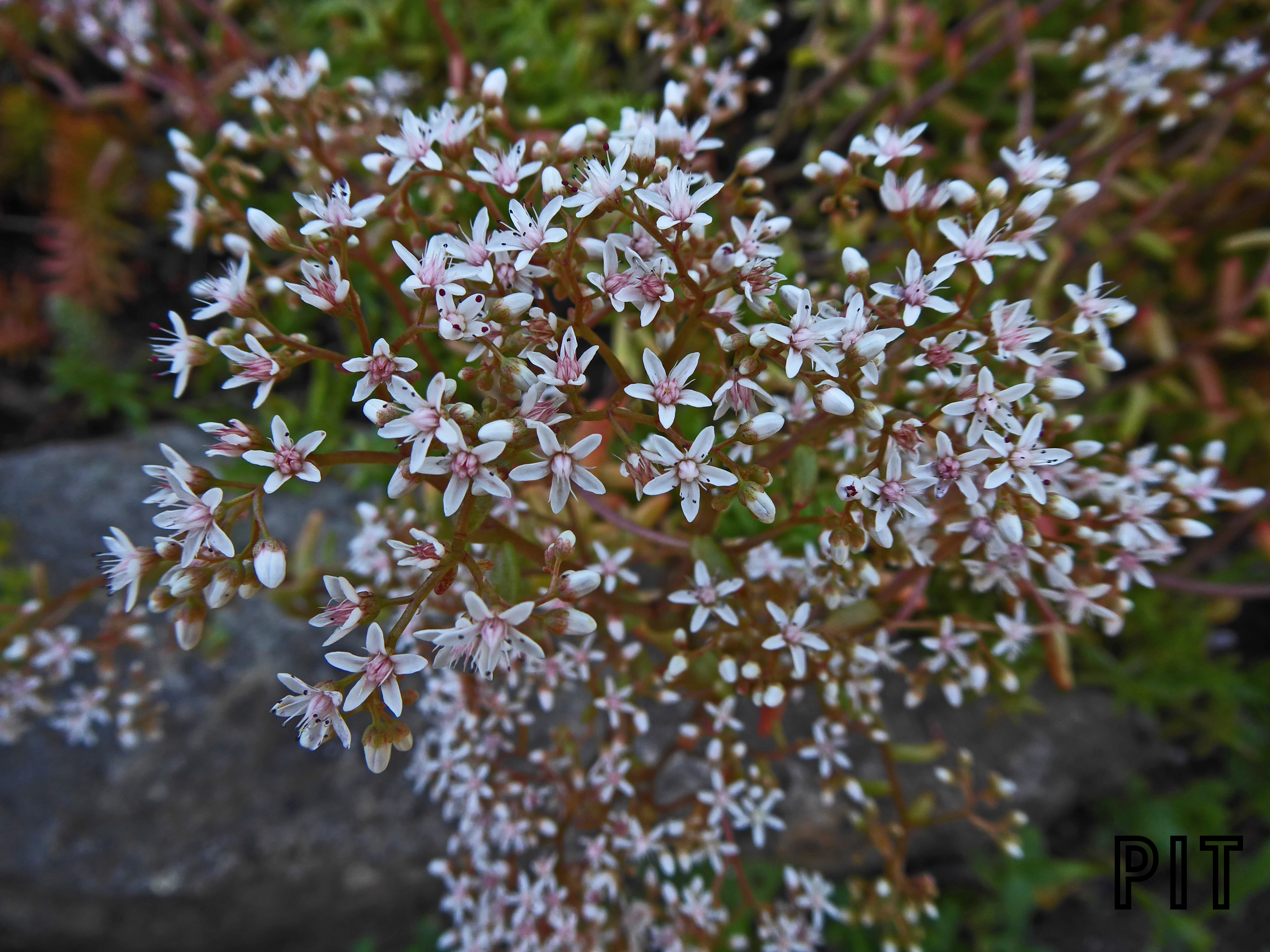 Sedum album, weißer Mauerpfeffer