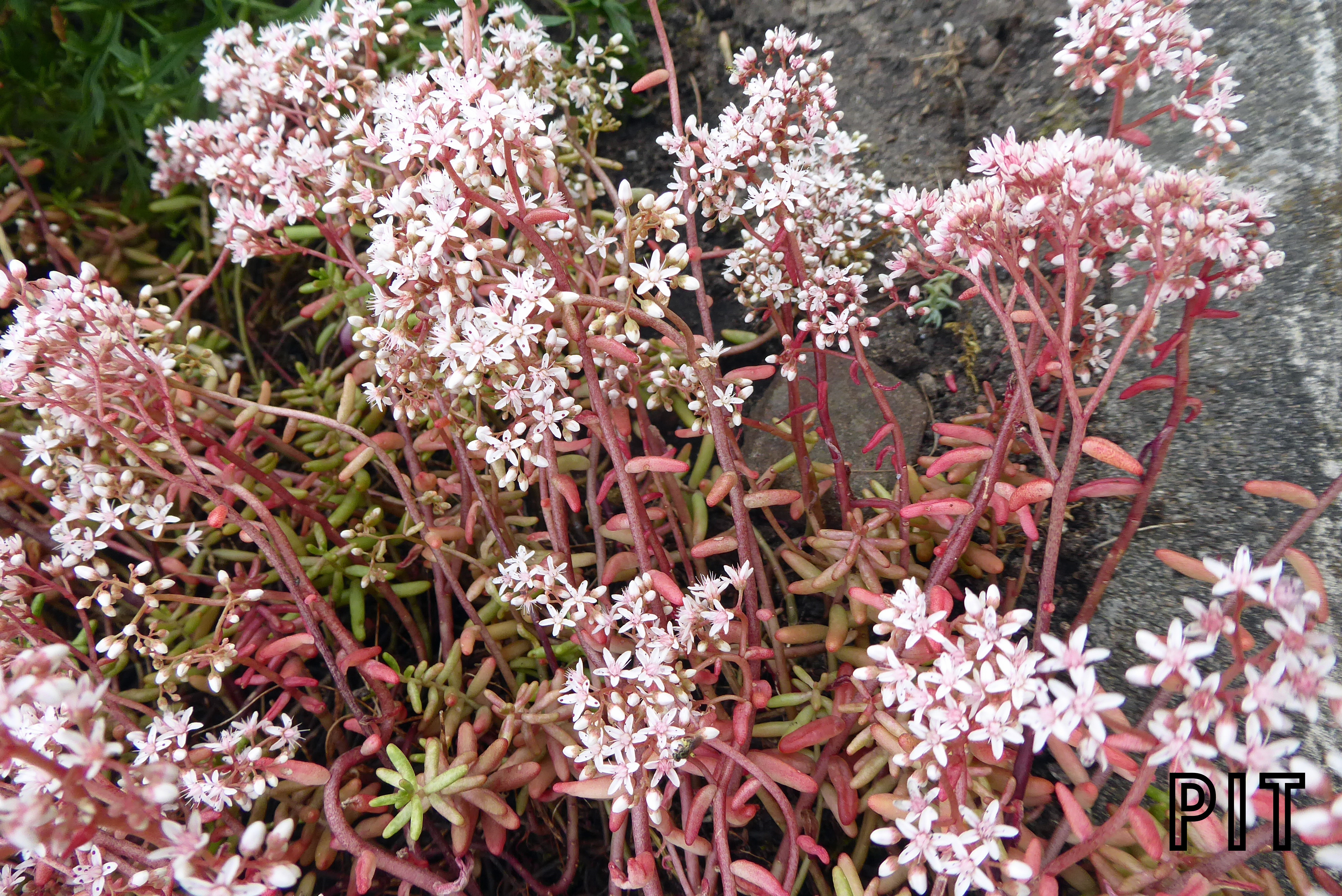 Sedum album, weißer Mauerpfeffer