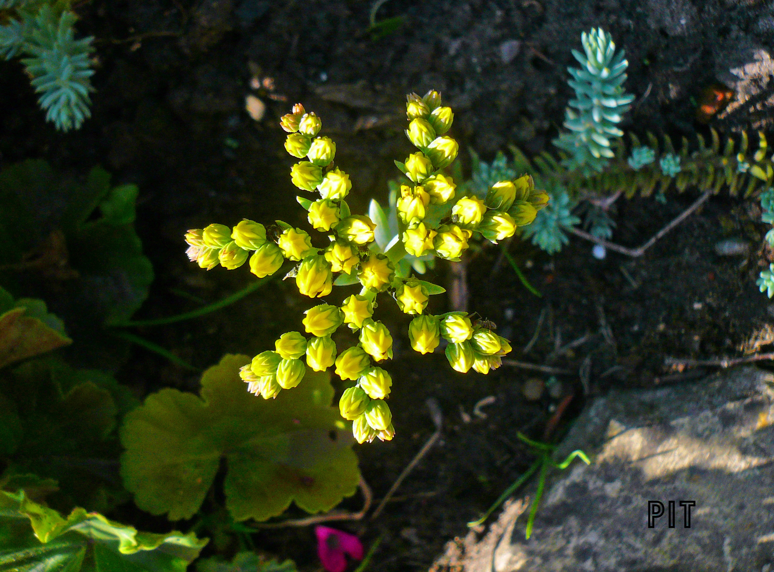 , Sedum reflexum, Tripmadam, Blüte