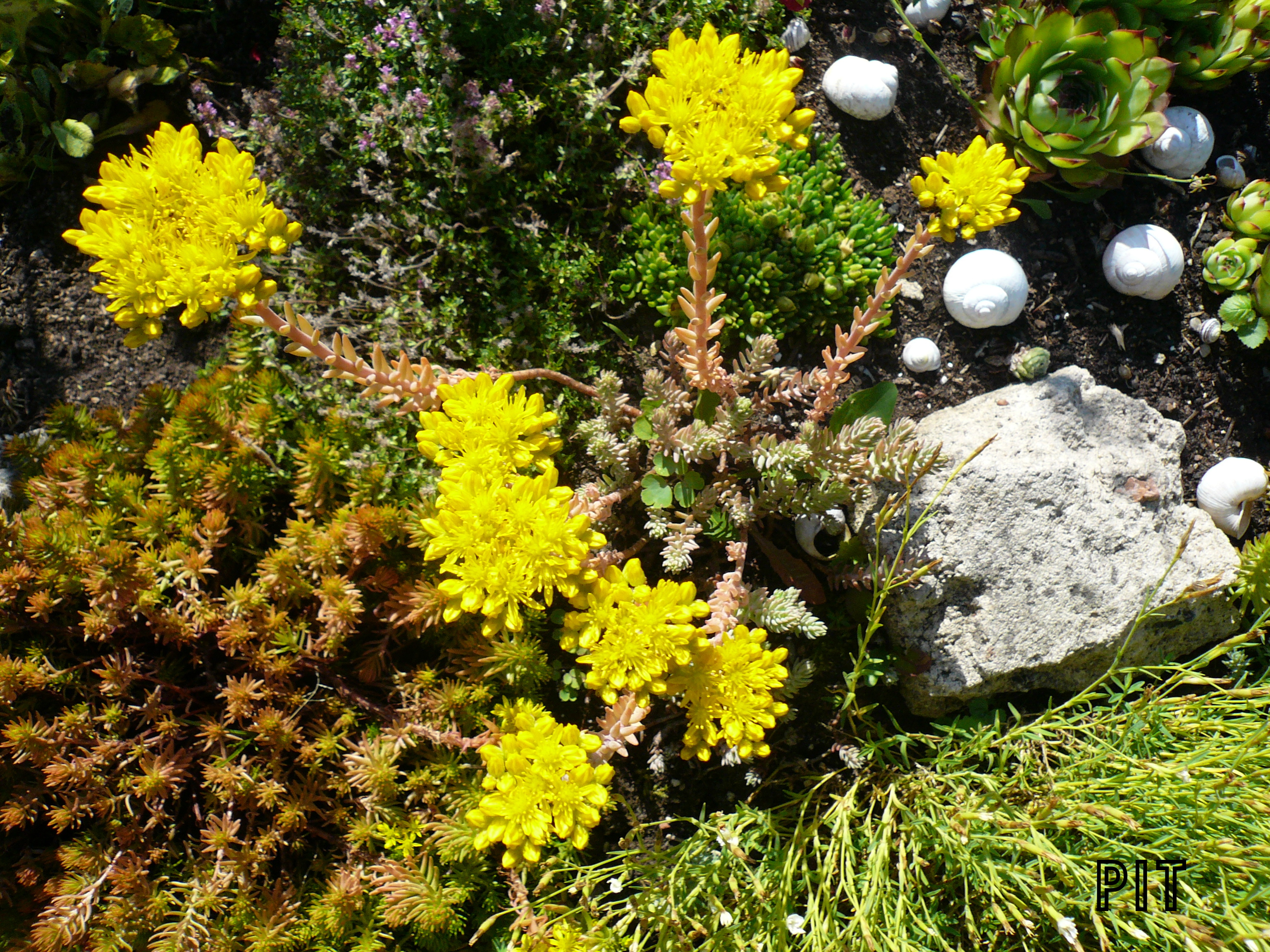 , Sedum reflexum, Tripmadam,