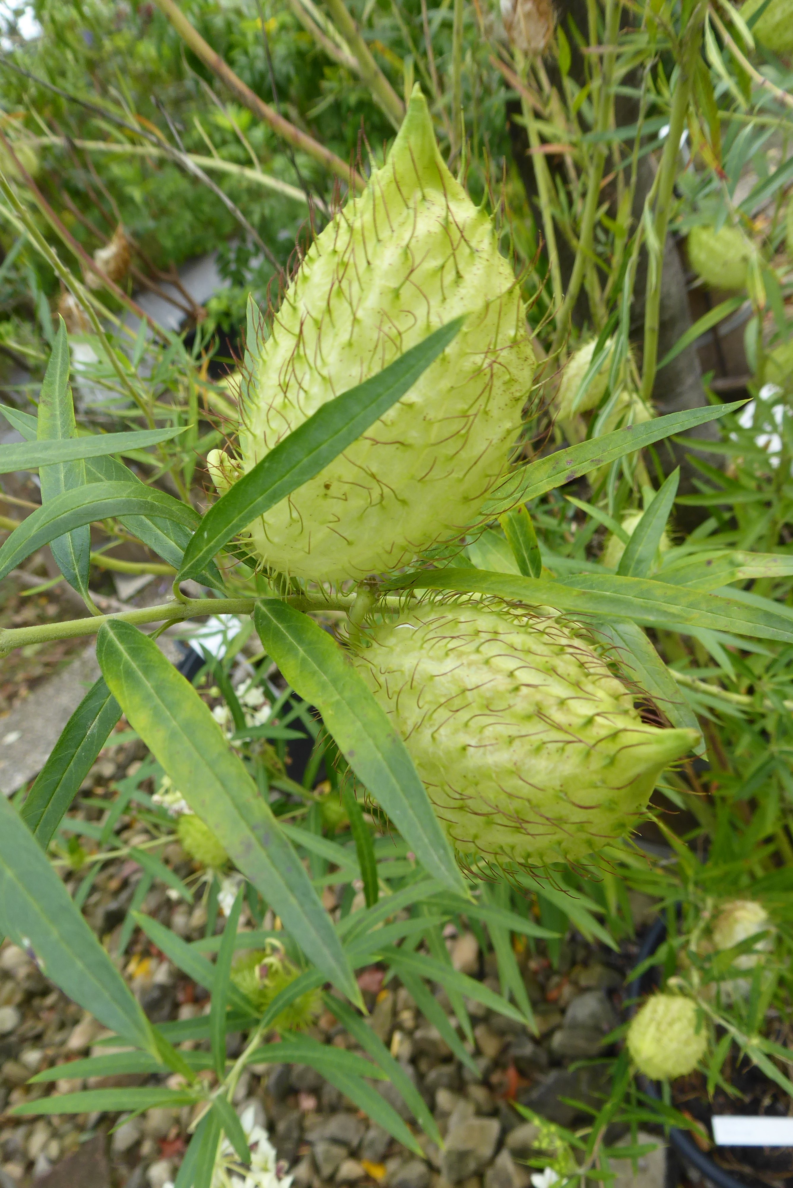 Seidenpflanze, Gomphocarpus physocarpa, botanischer Garten Dresden