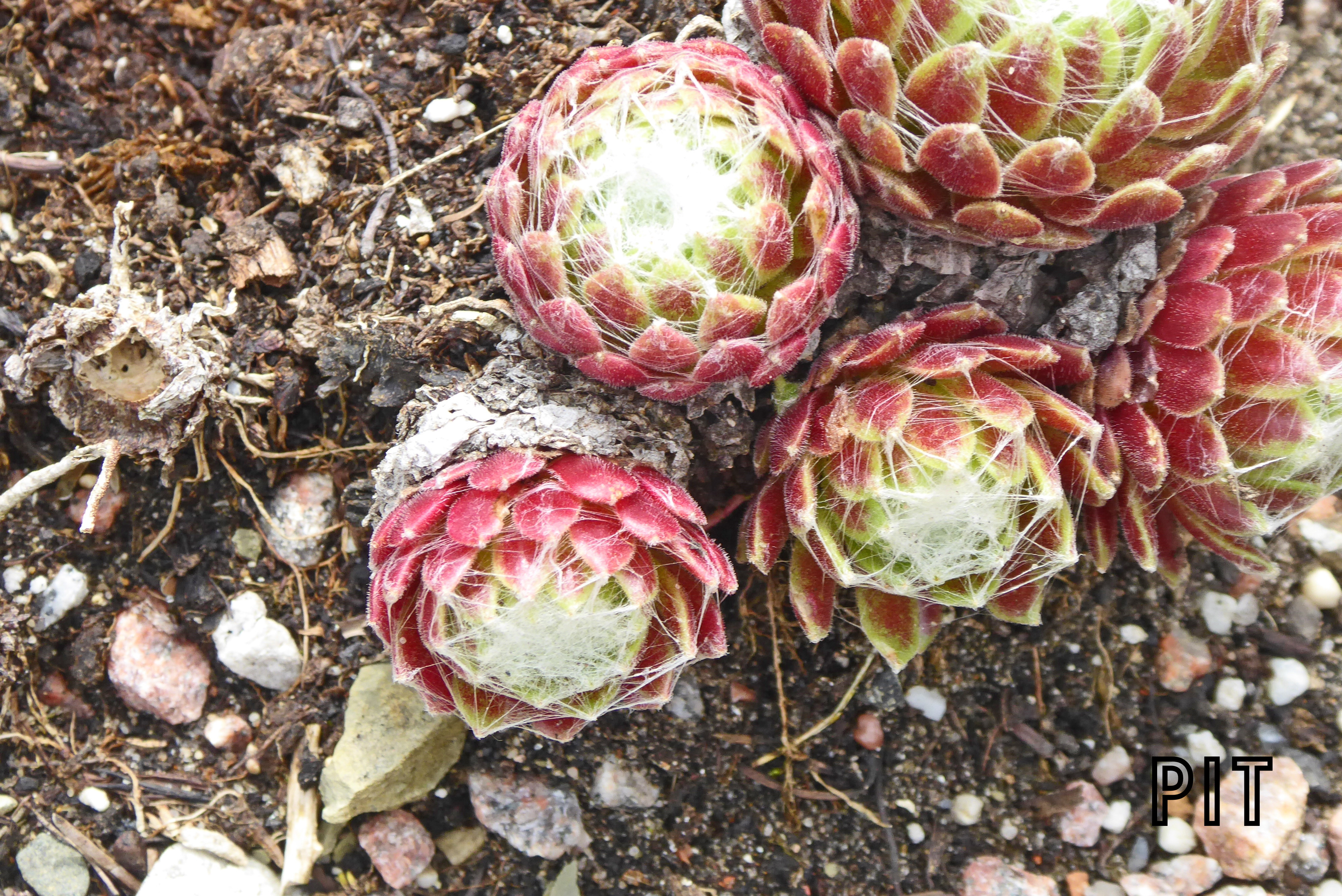 Sempervivum arachnoideum, spez, Spinnwebhauswurz