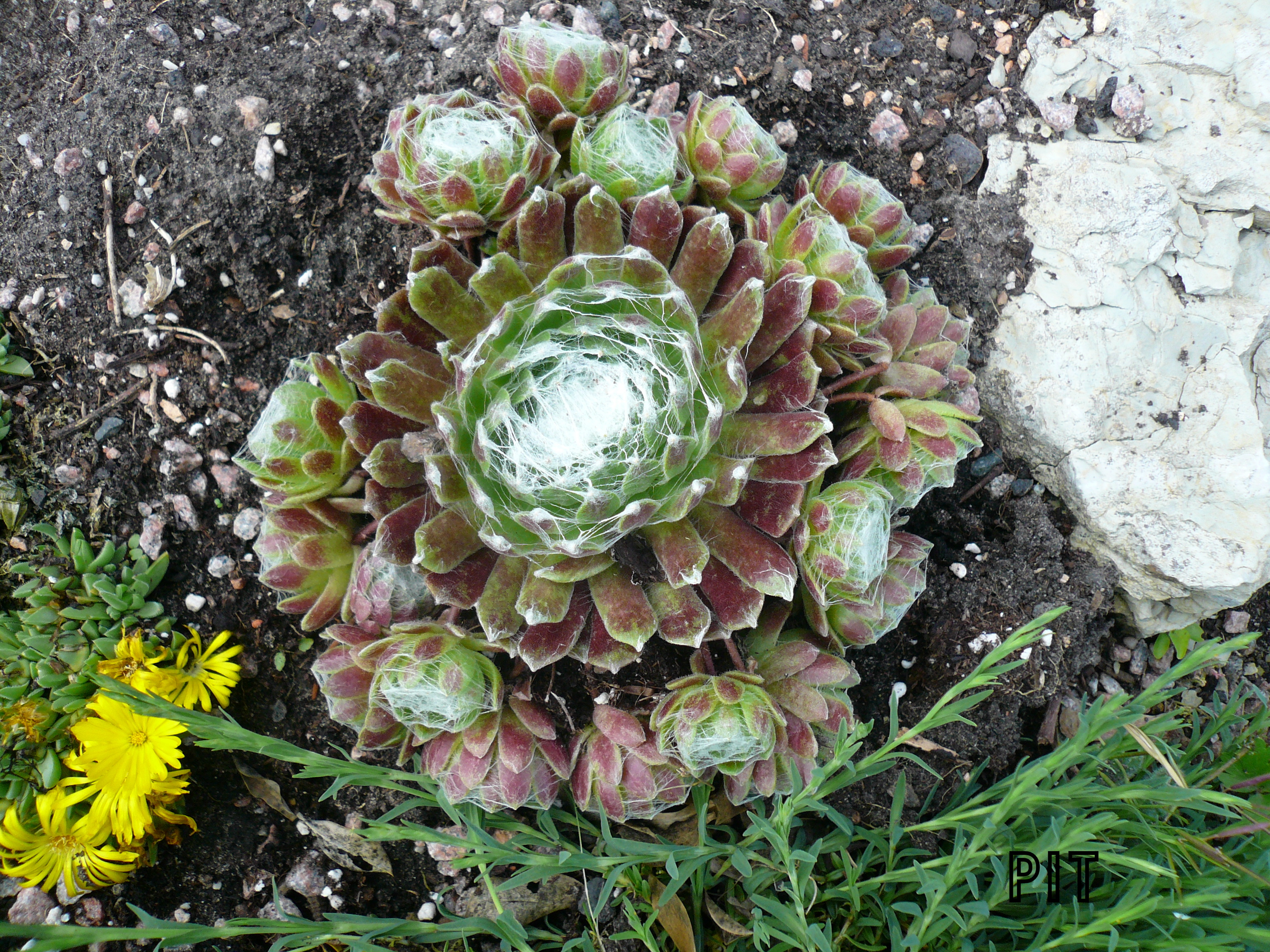 Sempervivum arachnoideum Spinnwebhauswurz, links unten Mittagsblume