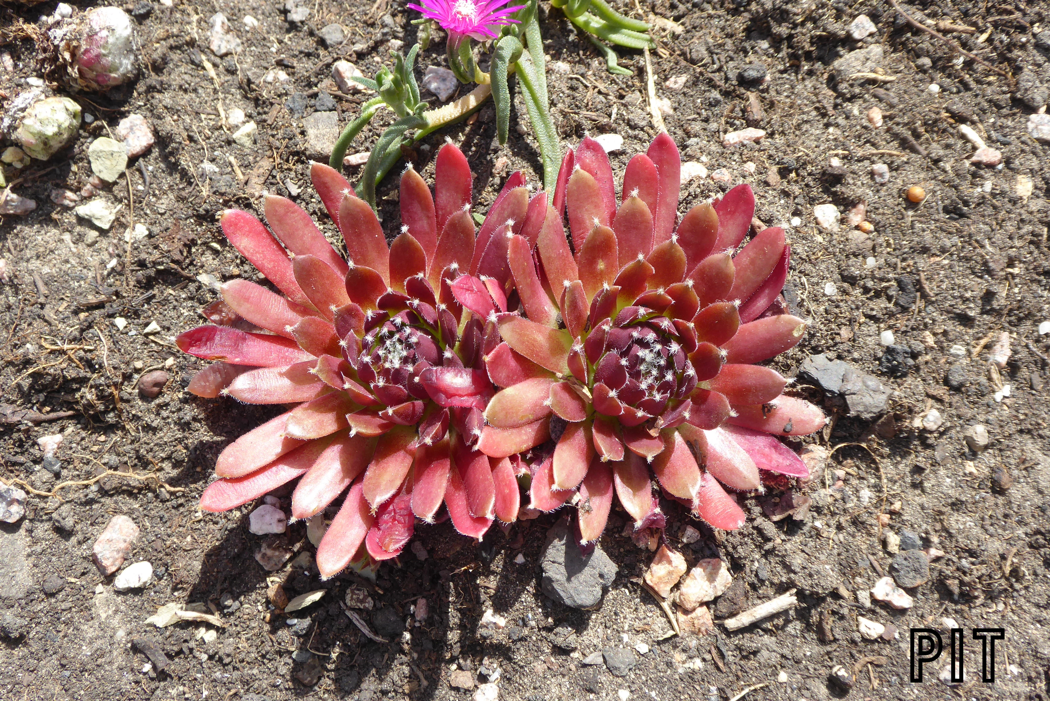 Sempervivum spez.