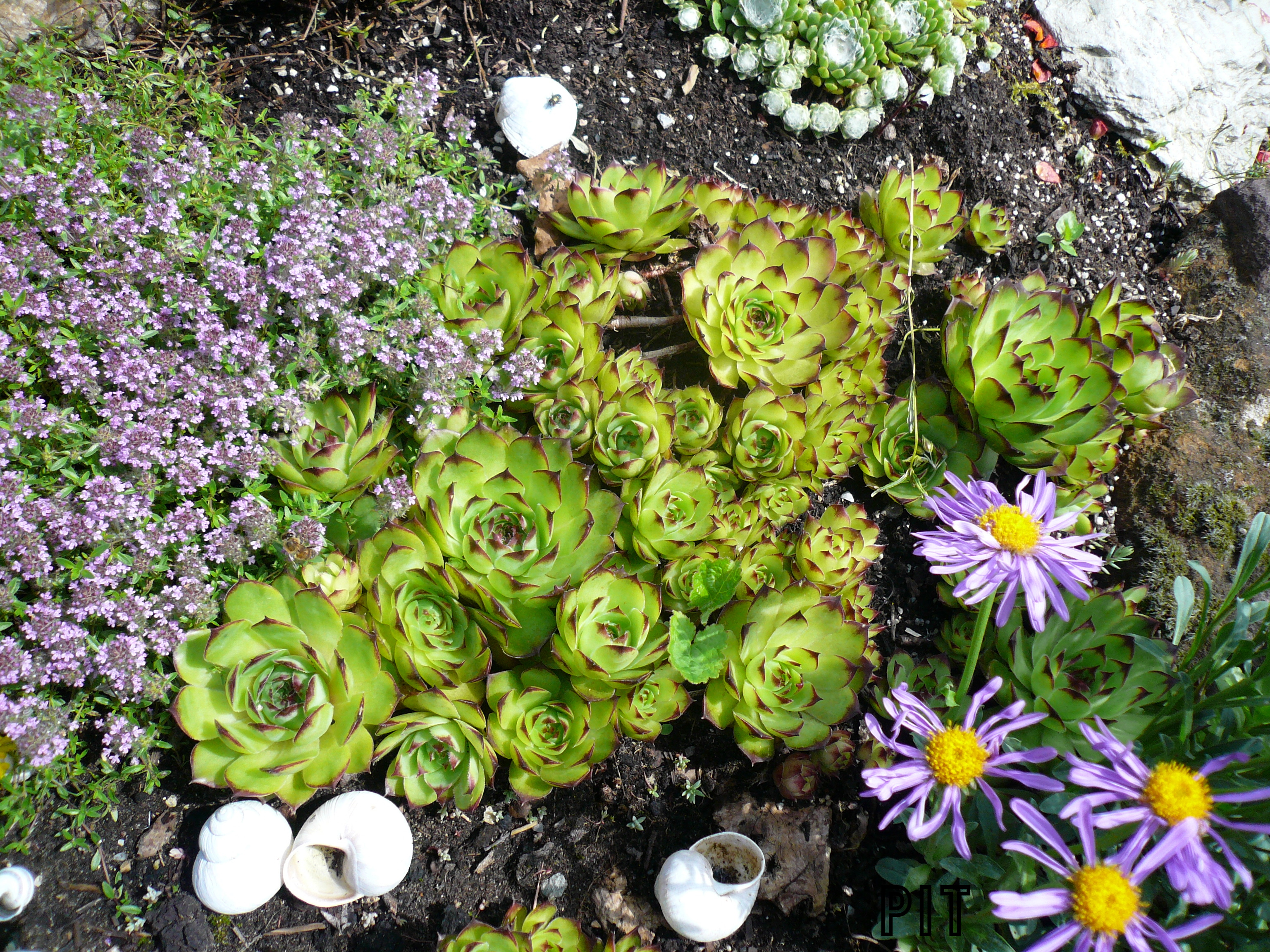 Sempervivum tectorum, Hauswurz, Dachwurz zwischen Quendel und Alpenaster