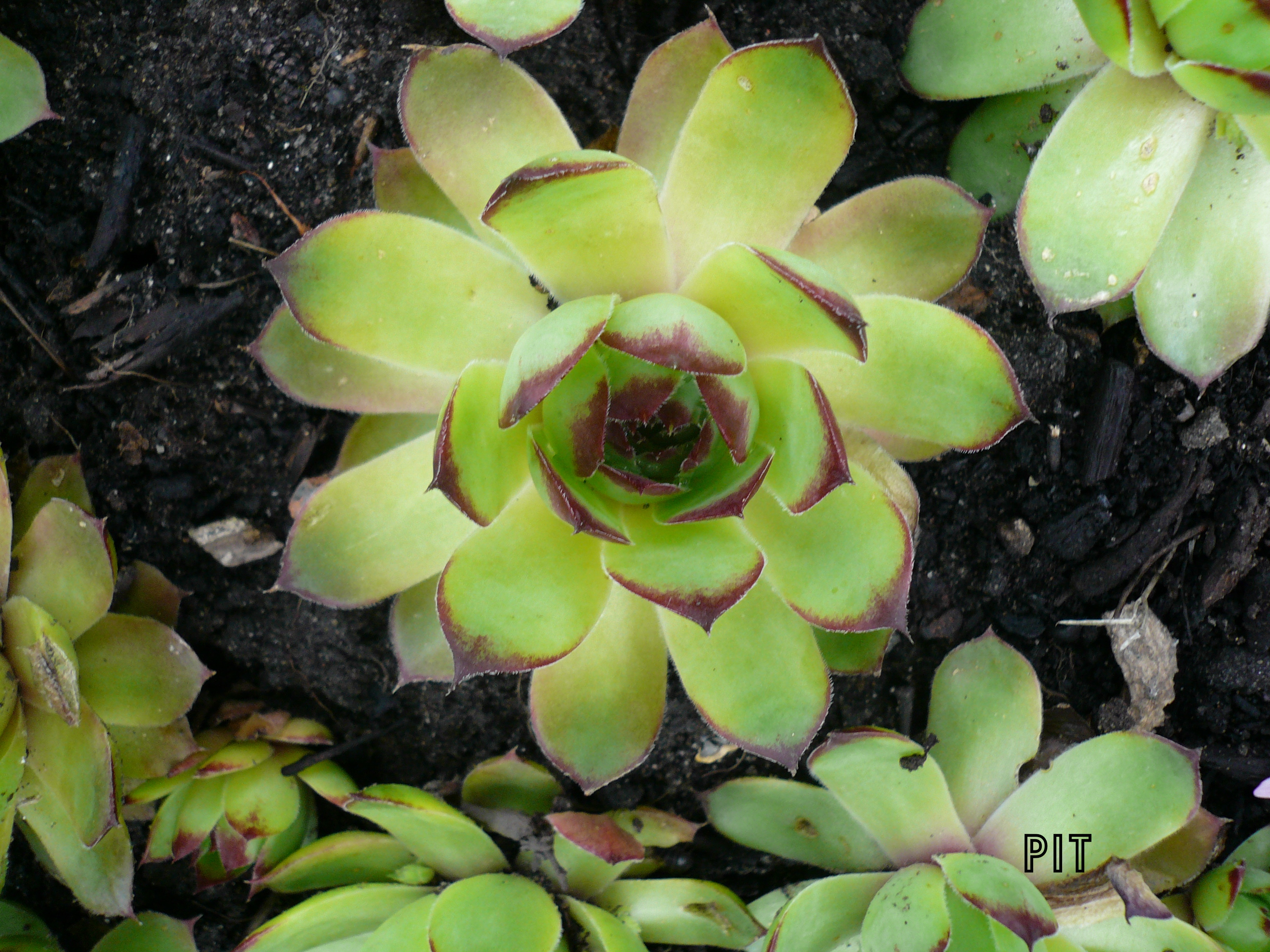 Sempervivum tectorum, Hauswurz, Dachwurz