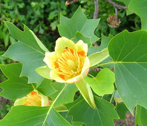 Tulpenbaum Blüte.png