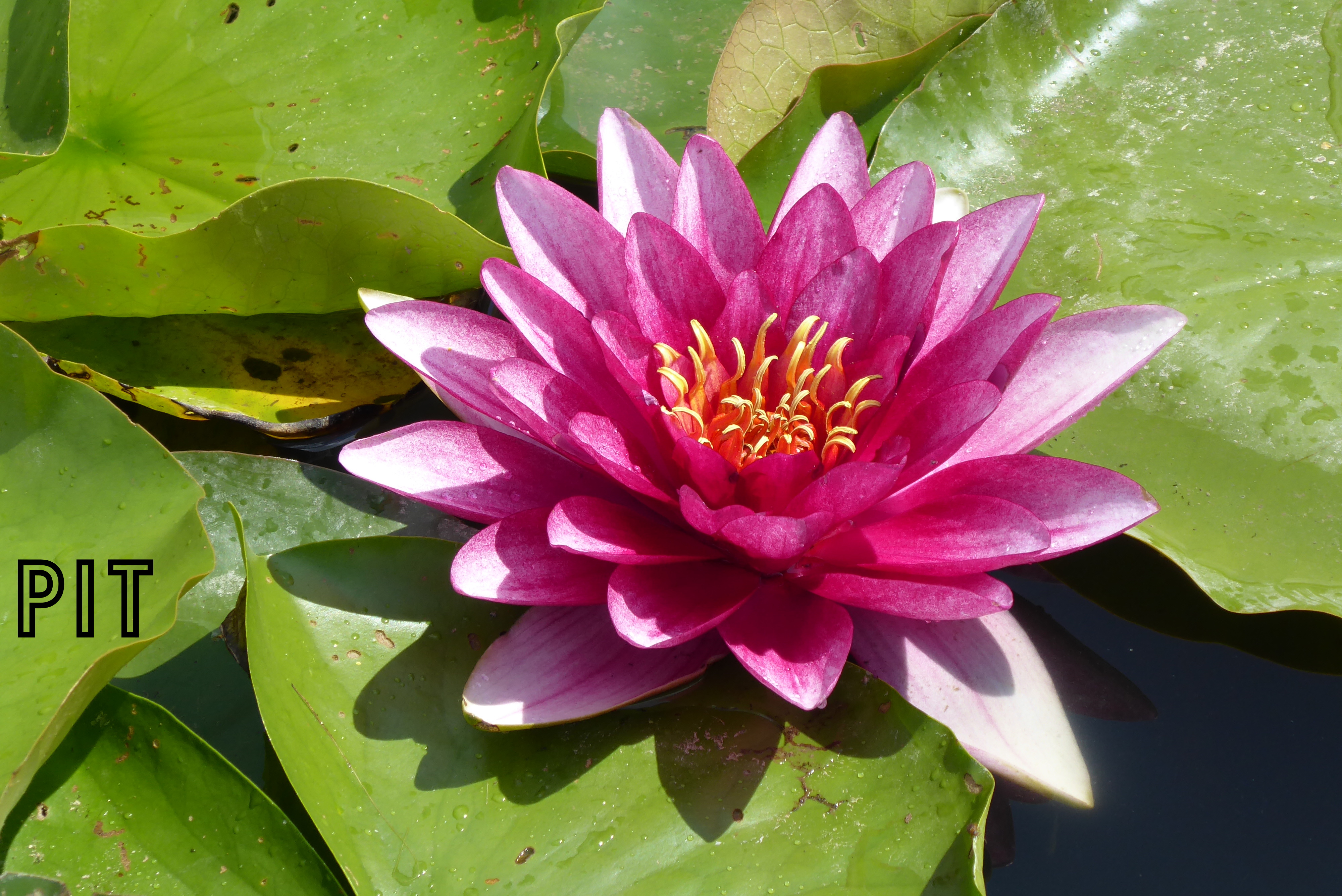 Wassergarten Reden, Teichrose