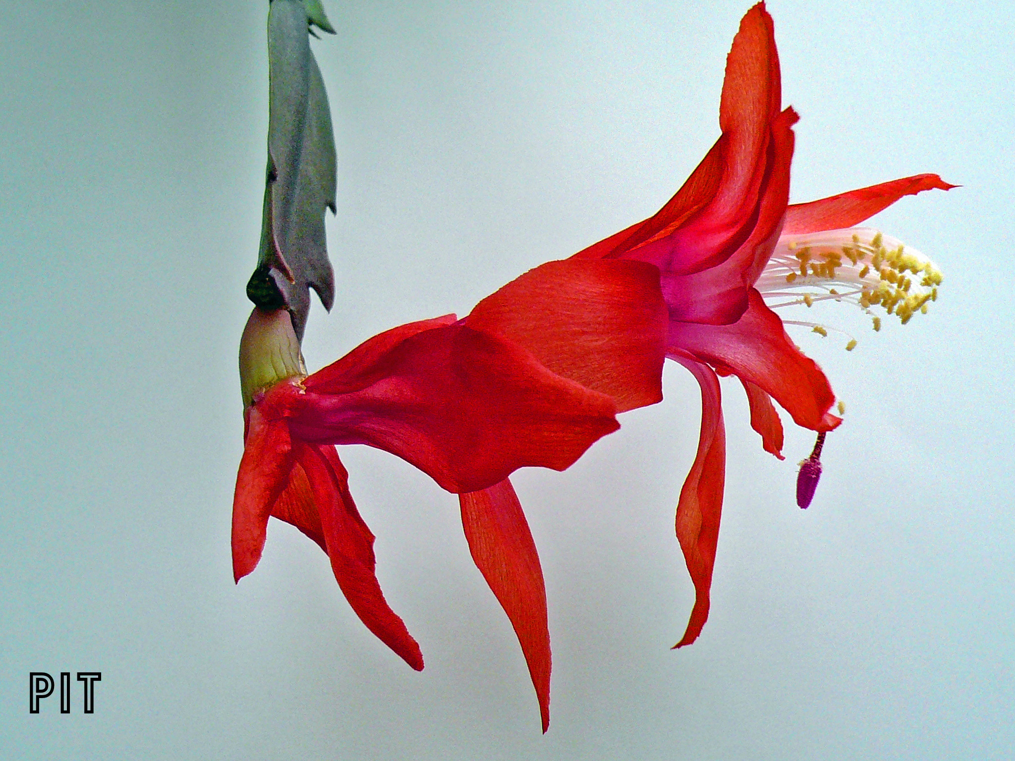 Weihnachtskaktus rote  Blüte