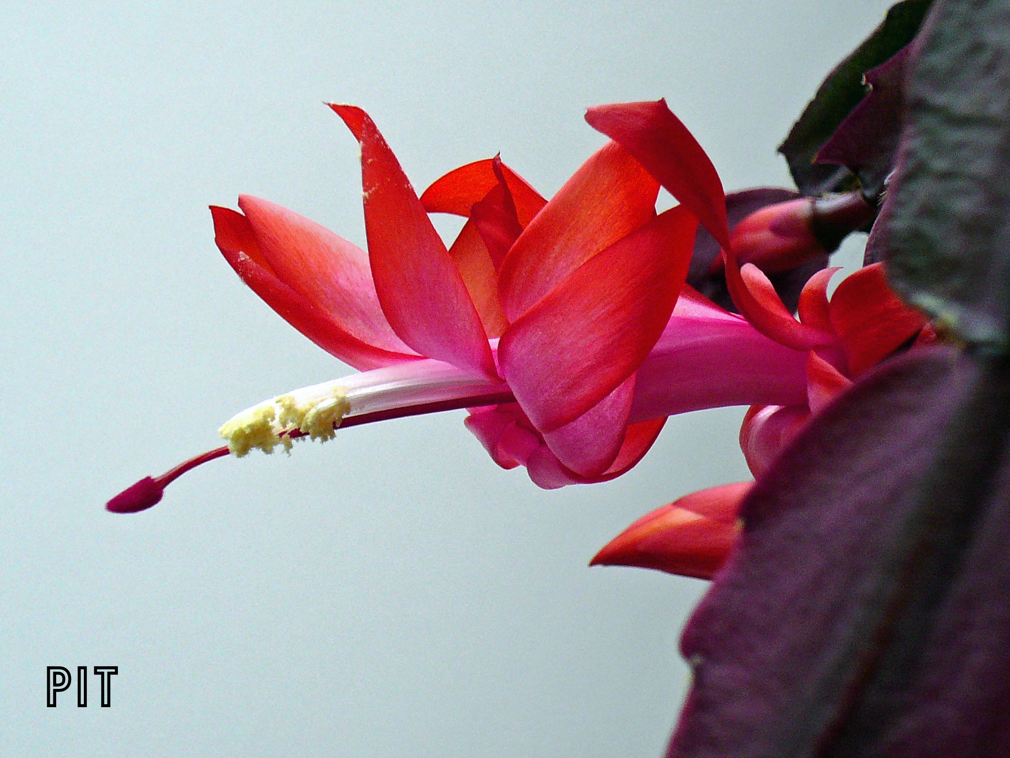 Weihnachtskaktus rote Blüte