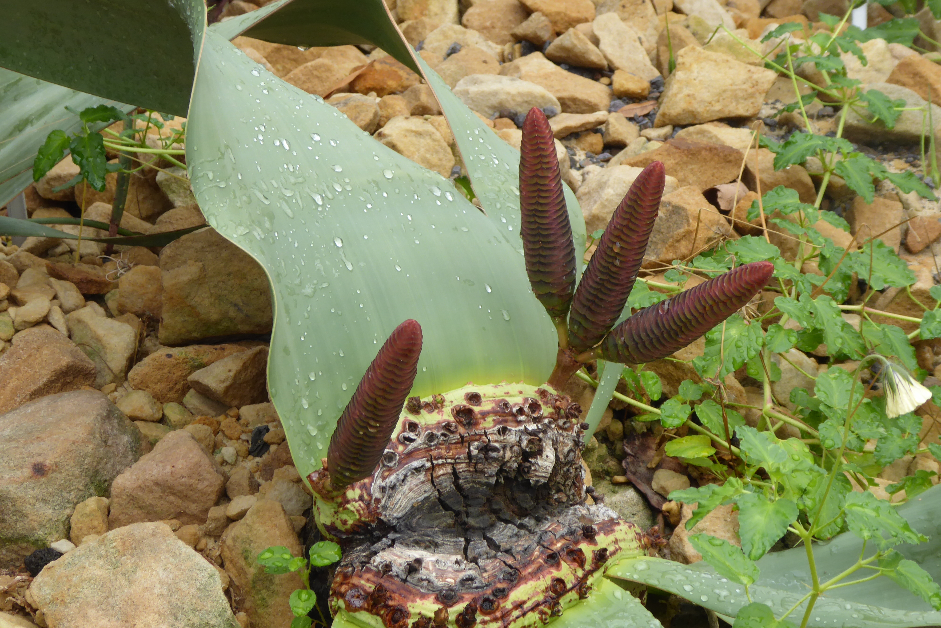 Welwitschie, botanischer Garten Dresden