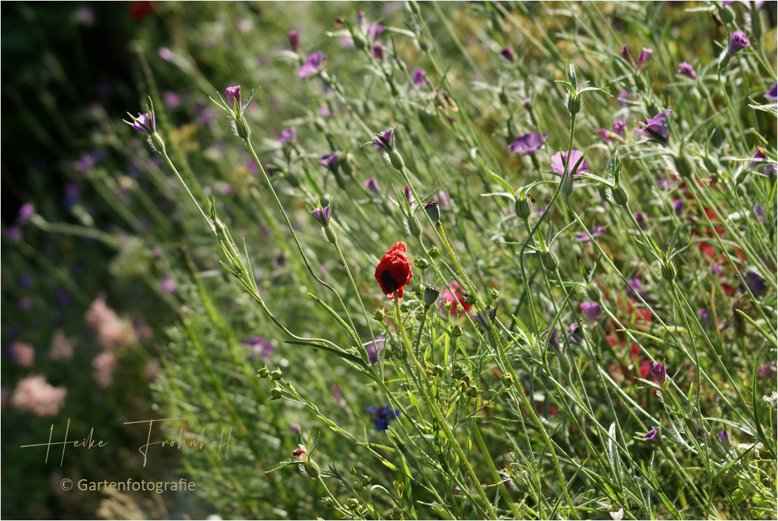 Wildblumen